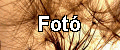 Fotk